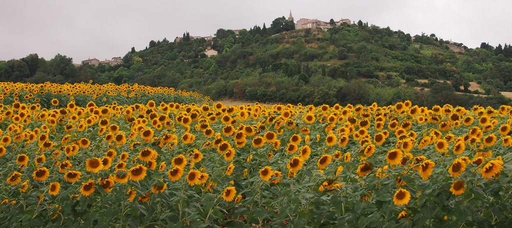 Traditional In Class A By Karen Foster For Sunflowers Getting Wet JAN-2019.jpg